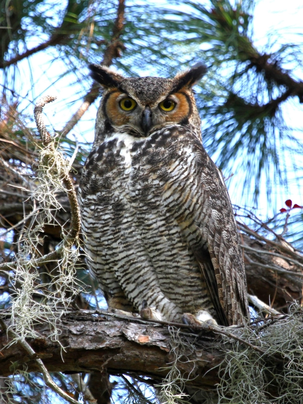 Great Horned Owl photo by Billie Knight