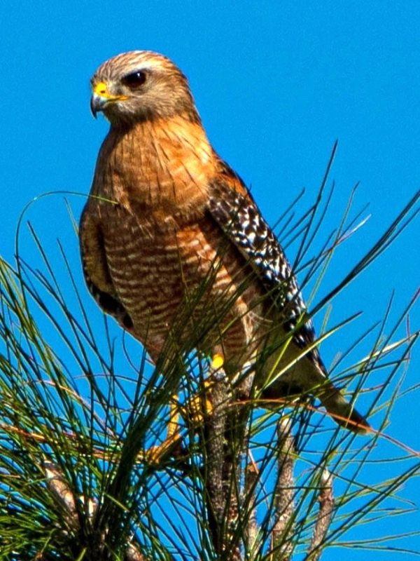 Red-shouldered Hawk photo by Rob Car